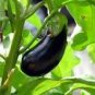 100 Pcs Aubergine Black Egg Plant Vegetables