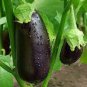 100 Pcs Aubergine Black Egg Plant Vegetables