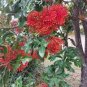 2 Pcs Firewheel Tree Stenocarpus sinuatis