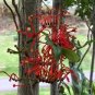 2 Pcs Firewheel Tree Stenocarpus sinuatis