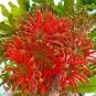 2 Pcs Firewheel Tree Stenocarpus sinuatis