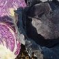 100 Pcs Red Drumhead Cabbage Organic Vegetables