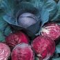100 Pcs Red Drumhead Cabbage Organic Vegetables