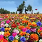 50 Pcs Mixed 9 Types of Rare Rose Perennial Flowers