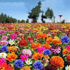 50 Pcs Mixed 9 Types of Rare Rose Perennial Flowers