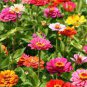 50 Pcs Mixed 9 Types of Rare Rose Perennial Flowers