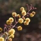 2 Pcs Acacia Inaequilatera Camel Bush Ornamental Plants