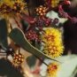2 Pcs Acacia Inaequilatera Camel Bush Ornamental Plants