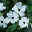 20 Pcs Thunbergian White Morning Glory with Black Eyed Susan Flowers