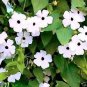 20 Pcs Thunbergian White Morning Glory with Black Eyed Susan Flowers