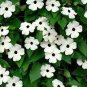 20 Pcs Thunbergian White Morning Glory with Black Eyed Susan Flowers