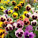 20 Pcs Giant Swiss Mixed Pansy