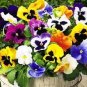 20 Pcs Giant Swiss Mixed Pansy