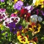 20 Pcs Giant Swiss Mixed Pansy
