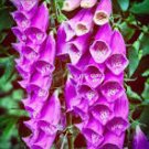 100 Pcs Purple Foxglove Flowers