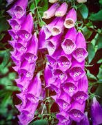 100 Pcs Purple Foxglove Flowers