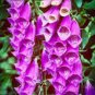 100 Pcs Purple Foxglove Flowers