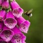 100 Pcs Purple Foxglove Flowers