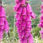 100 Pcs Purple Foxglove Flowers