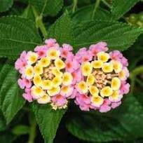 10 Pcs Pink Yellow Lantana Camara Perennial Flowers