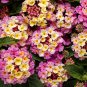 10 Pcs Pink Yellow Lantana Camara Perennial Flowers