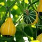 8 Pcs Rare 'Naughty Boy' Black Yellow Pumpkin