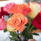 50 Pcs Rare 8 Types of Colorful Valentine's Romantic Rose Flower 50 Pcs Rare 8 Types of Colorful Valentine's Romantic Rose Flower