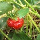 100 Pcs Mixed 9 Types of Strawberry Fruit