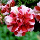 100 Pcs Red Ripple Petunia Annual Flowers