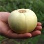 20 Pcs Green Muskmelon Sweet Melon