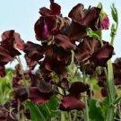 8 Pcs Dark Red Purple Sweet Pea Spencer 8 Pcs Dark Red Purple Sweet Pea Spencer