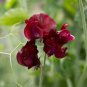 8 Pcs Dark Red Purple Sweet Pea Spencer