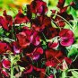 8 Pcs Dark Red Purple Sweet Pea Spencer