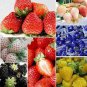 100 Pcs Mixed 4 Types of Blue Purple White Red Strawberry