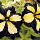 100 Pcs Black Yellow Playmates Petunia Annual Flowers 100 Pcs Black Yellow Playmates Petunia Annual Flowers