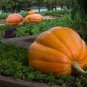 4 Pcs Giant Atlantic Dills Pumpkin