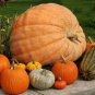 4 Pcs Giant Atlantic Dills Pumpkin