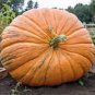 4 Pcs Giant Atlantic Dills Pumpkin