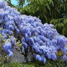 5 Pcs Heirloom Blue Yard Chinese Wisteria Climbing Plants