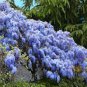 5 Pcs Heirloom Blue Yard Chinese Wisteria Climbing Plants