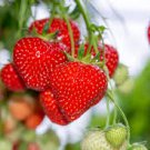 40 Pcs Heirloom 'Jindi' Season Big Red Strawberry Seeds