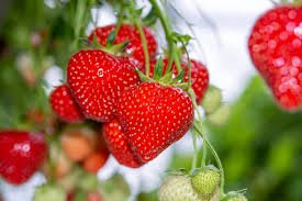 40 Pcs Heirloom 'Jindi' Season Big Red Strawberry Seeds