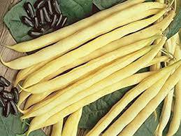 15 Pcs Heirloom Roma I Yellow Bean Seeds