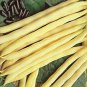 15 Pcs Heirloom Roma I Yellow Bean Seeds
