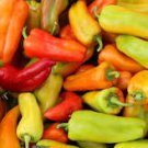 50 Pcs Heirloom 'Cubanelle' Pepper Green Red Orange Sweet Pepper