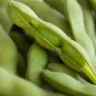 10 Pcs Heirloom Green Organic Edamame Vegetables