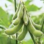 10 Pcs Heirloom Green Organic Edamame Vegetables