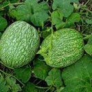 8 Pcs Heirloom Malabar Gourd Seeds