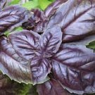 100 Pcs Ocimum basilicum Red Rubin Purple Green Basil Herbs 100 Pcs Ocimum basilicum Red Rubin Purple Green Basil Herbs