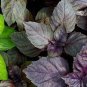 100 Pcs Ocimum basilicum Red Rubin Purple Green Basil Herbs